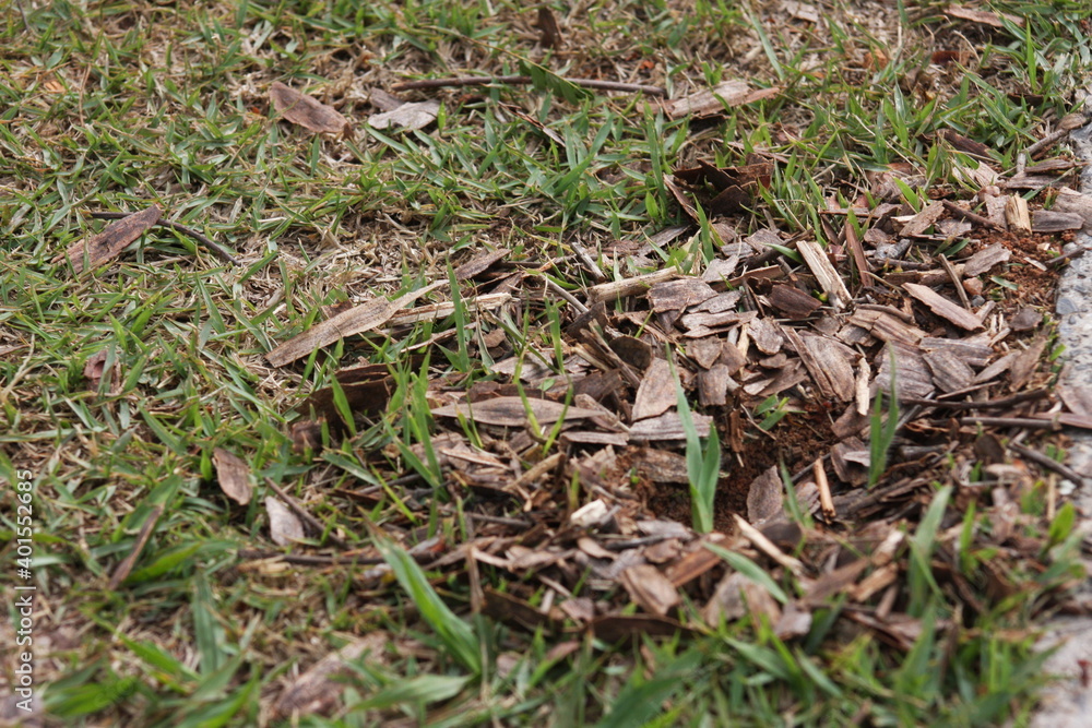 ants on the grass ants on the grass