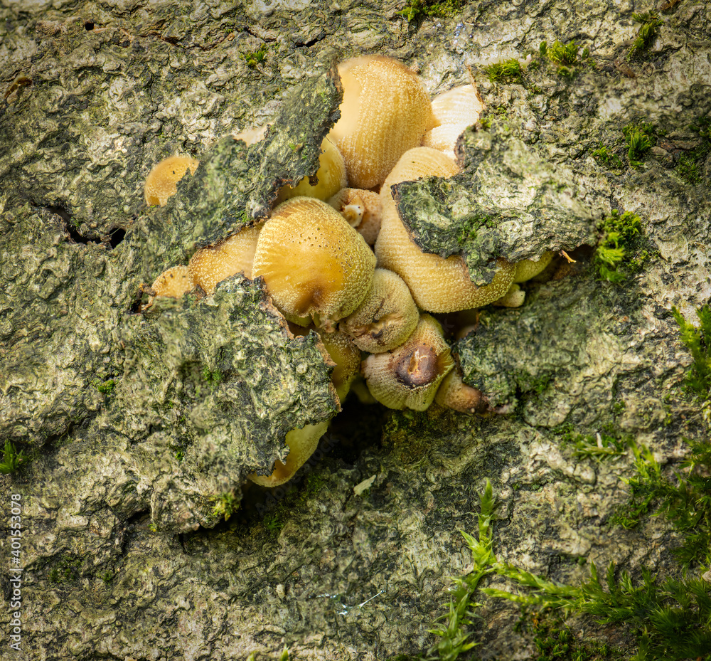 Fungi bursting through bark on a fallen tree 2483 Fungi bursting through bark on a fallen tree 2483