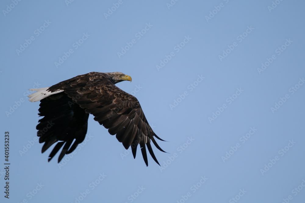white-tailed eagle (haliaeetus albicilla) flying in Norway white-tailed eagle (haliaeetus albicilla) flying in Norway