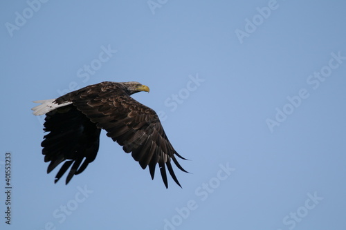white-tailed eagle (haliaeetus albicilla) flying in Norway
