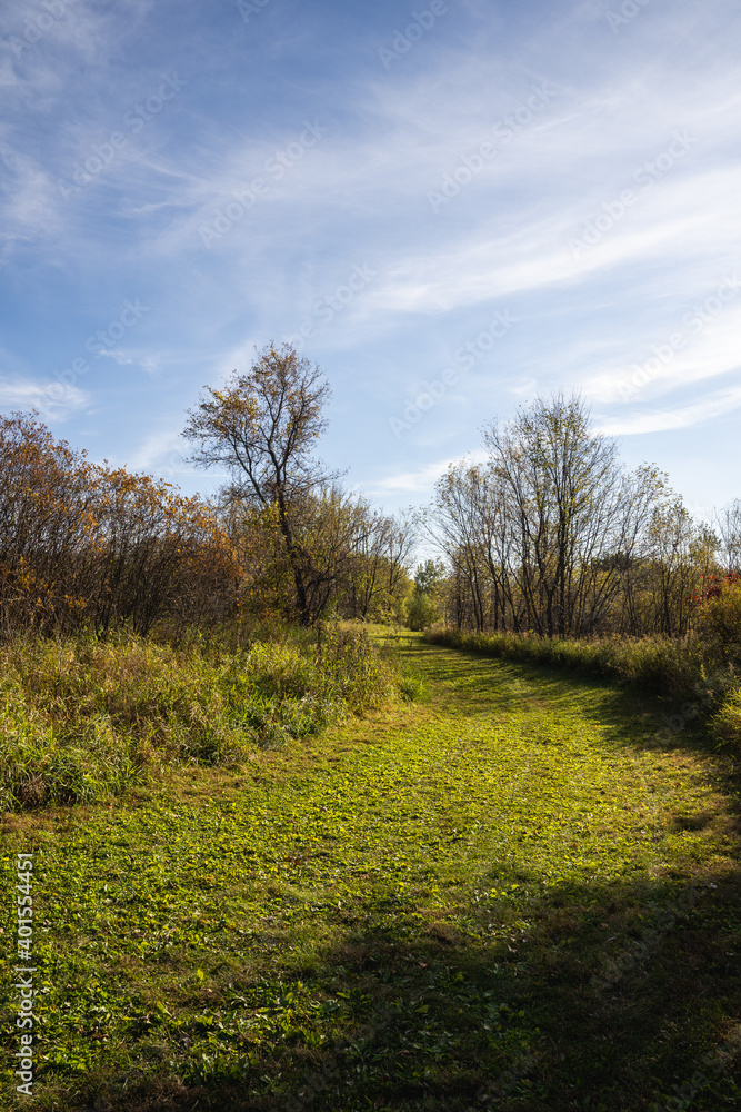 Obraz premium mowed grass trail through a park