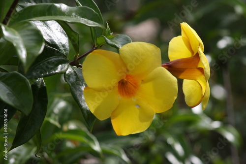 yellow flowers in the garden