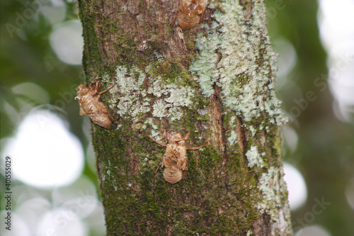Cicada' skin on trunk