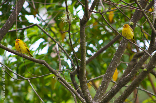 yellow billed hornbill