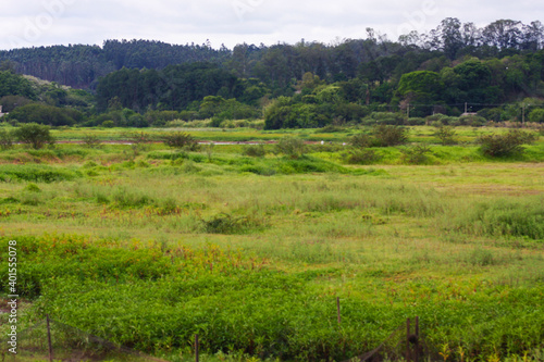 Green field