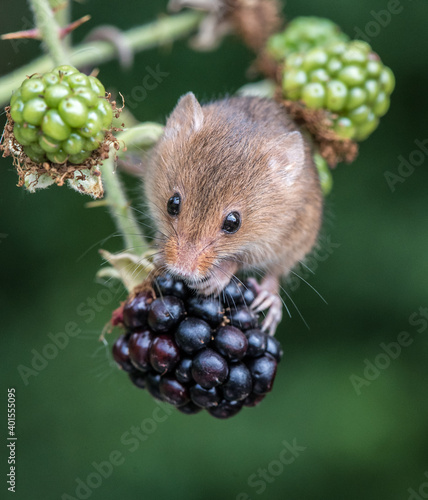 Canvas Print Harvest Mouse on blackberry 3908