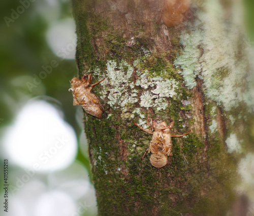 Cicada skins on the tree