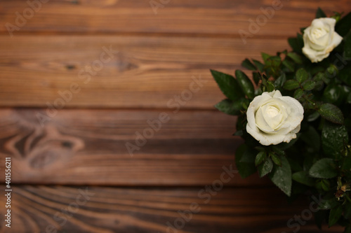 background desktop wood rose white holiday classic on wooden background © Evgeniya Sheydt
