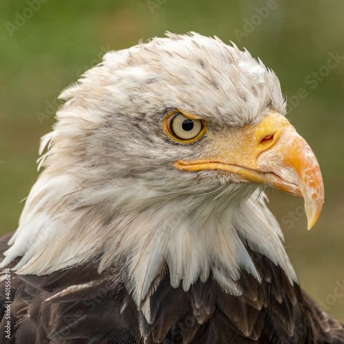 Portrait of eagle's head 4237