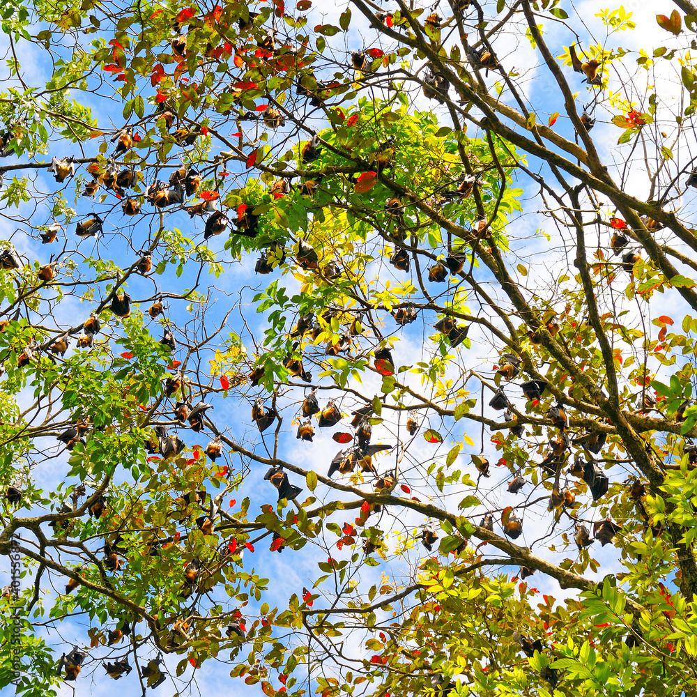 Colony of gray bats on a tree.