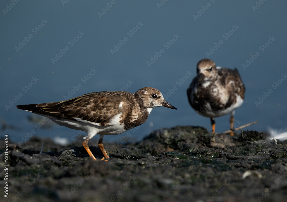 Ruddy Turnstones feeding at Tubli bay , Bahrain Ruddy Turnstones feeding at Tubli bay , Bahrain