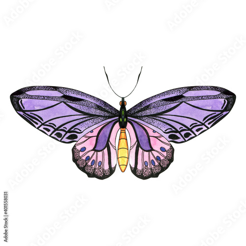 Purple and pink butterfly isolated on white. Watercolor hand drawn illustration of insect with bright wings. Exotic moth for packaging, label, logo, icon design.