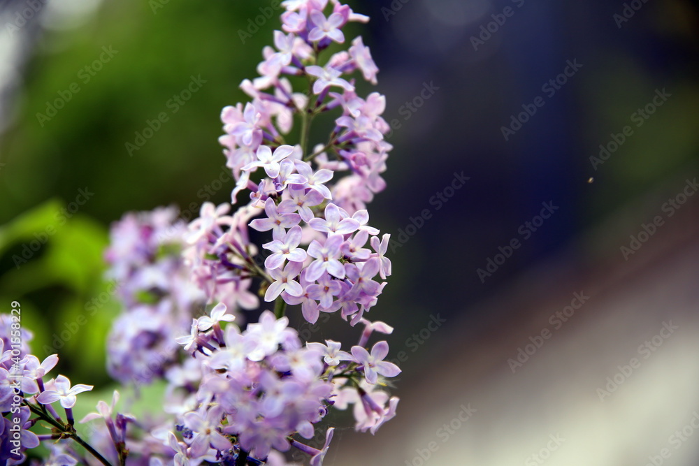 Fototapeta premium Lilac flowers on the branch and with gradient colored geometric background