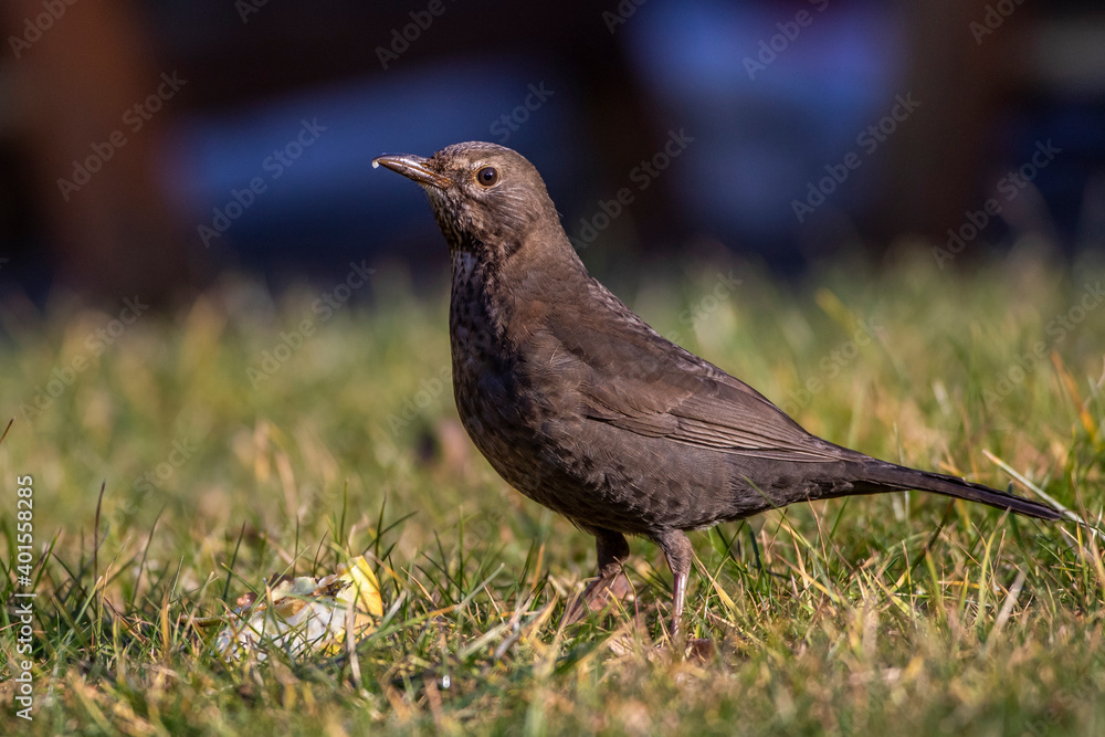 Fototapeta premium Amsel (Turdus merula) Weibchen an einem Apfel