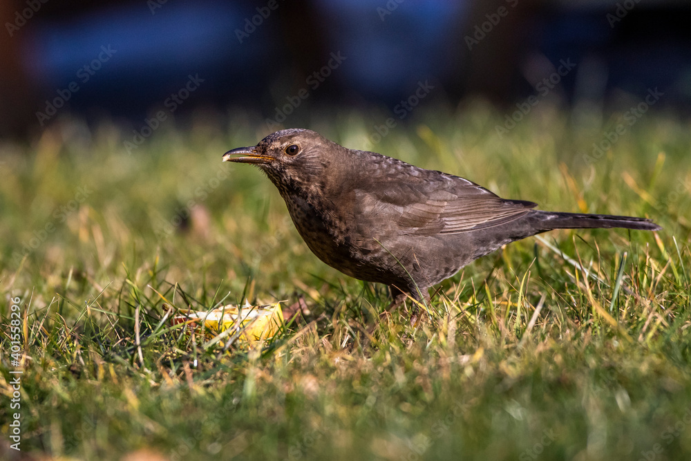 Amsel (Turdus merula) Weibchen an einem Apfel Amsel (Turdus merula) Weibchen an einem Apfel