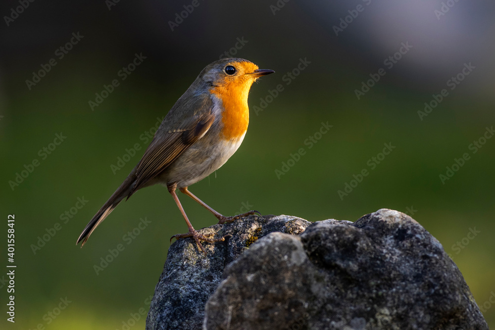 Rotkehlchen (Erithacus rubecula) Rotkehlchen (Erithacus rubecula)