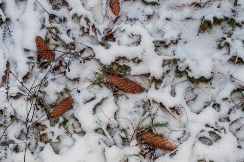  fir cones on snow-covered grass in winter
