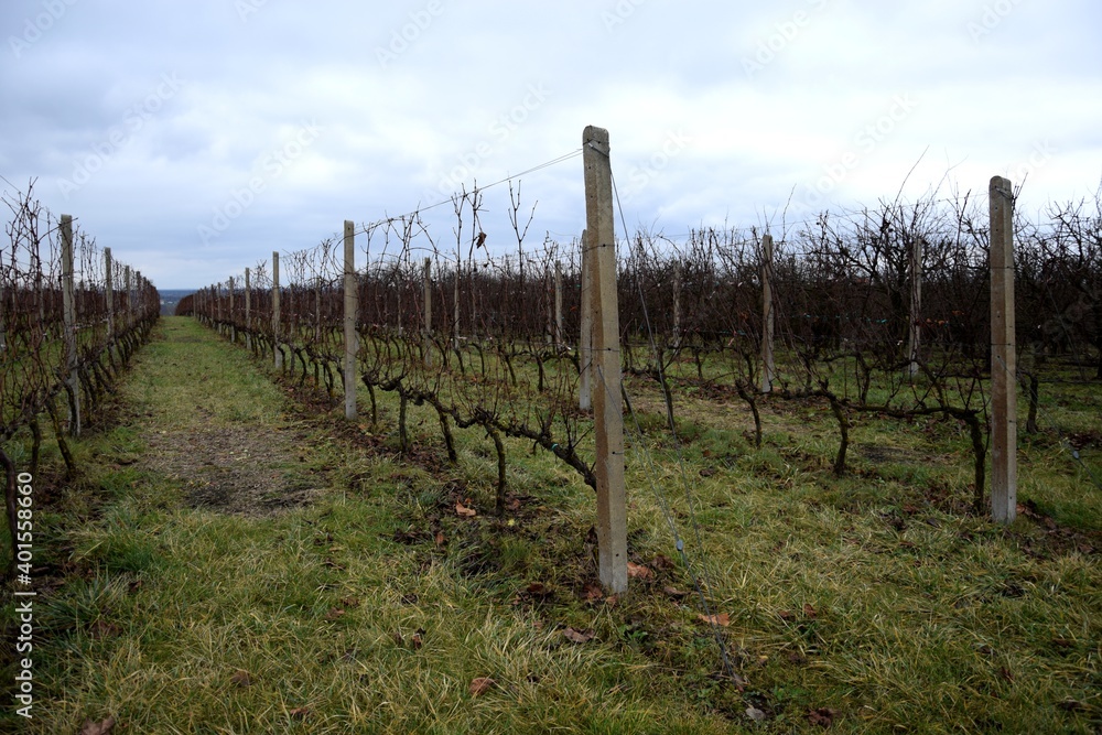 Winnica w bezśnieżną zimę, winorośl w grudniu