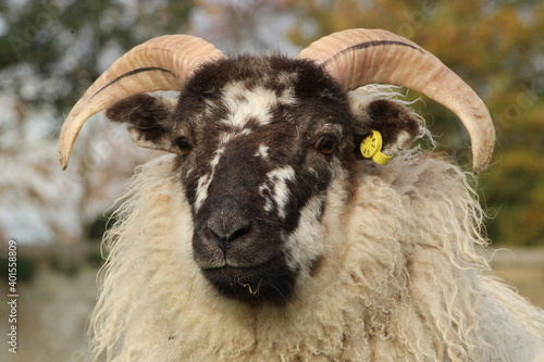 close up of a sheep