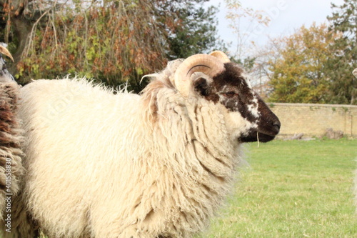 sheep eating grass