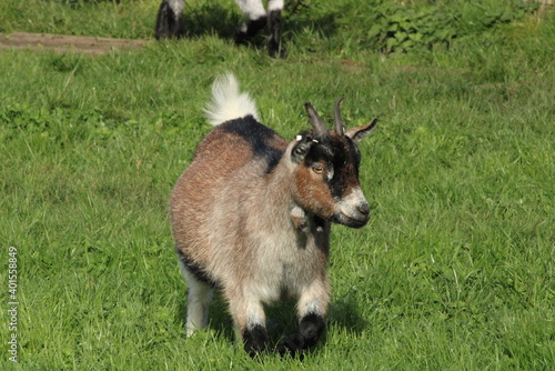goat on pasture