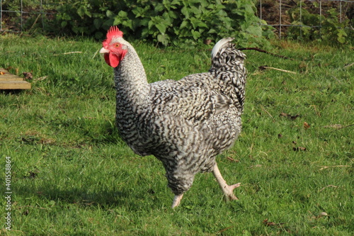 rooster in the grass