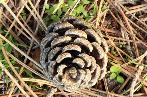close up of a pine cone