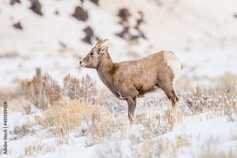 Fototapeta premium Bighorn Sheep in winter
