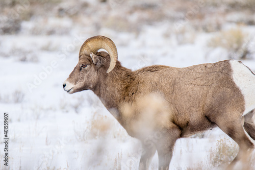 Bighorn Sheep in winter