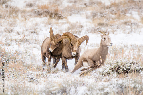 Fototapeta Naklejka Na Ścianę i Meble -  Two buck Bighorn Sheep fight for an ewe in winter