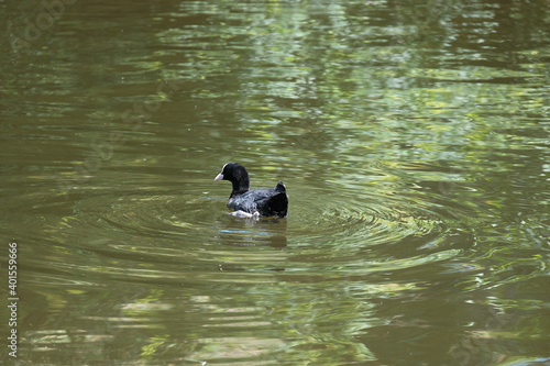 Gibier d'eau , foulque nageant sur l'étang . © Richard