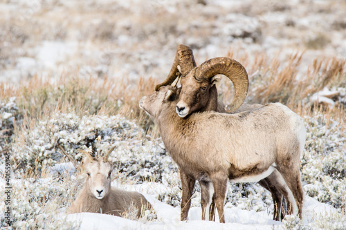 Bighorn Sheep hug in winter
