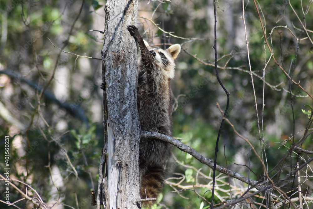 Raccoon climbing hugging a tree in the forest