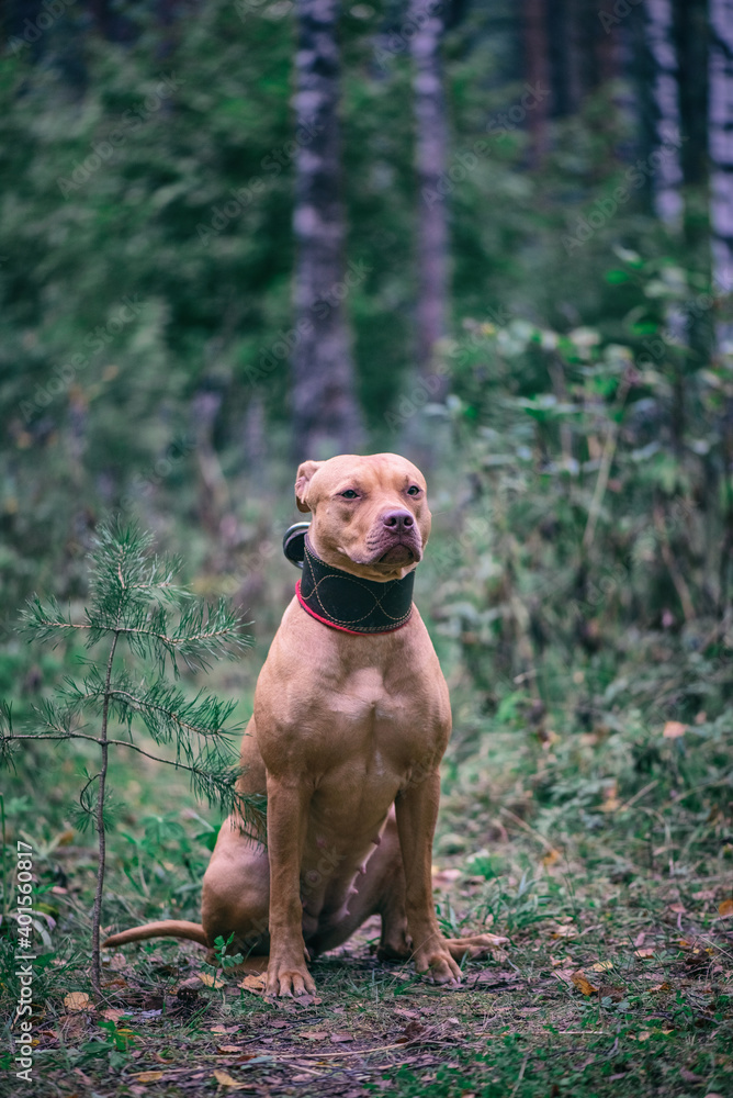 Portrait of an American Pit Bull Terrier in the autumn forest in the evening.