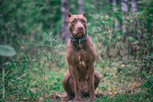 Portrait of an American Pit Bull Terrier in the autumn forest in the evening. © shymar27