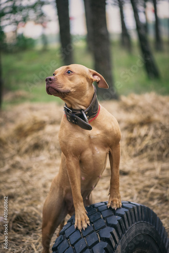 Portrait of an American Pit Bull Terrier in the autumn forest in the evening.