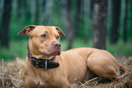 Portrait of an American Pit Bull Terrier in the autumn forest in the evening.