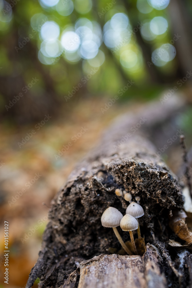 Fototapeta premium Mycena sp. Small mushrooms in a chestnut forest.