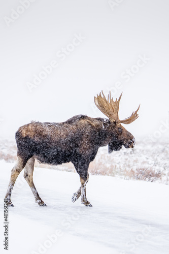 Bull Moose in a snowstorm