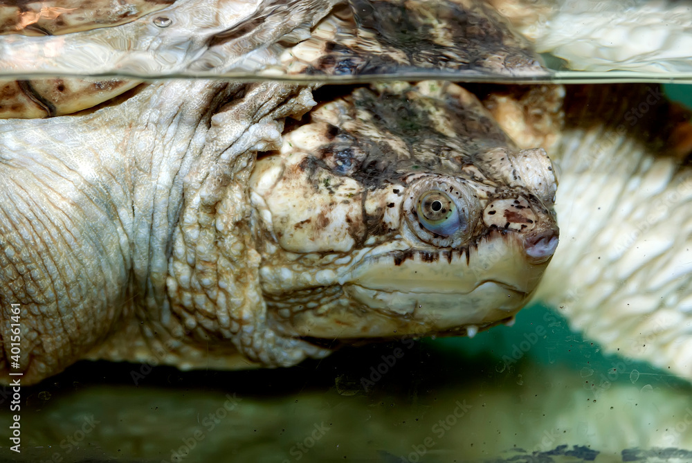 Closeup of turtle head in aquarium Closeup of turtle head in aquarium