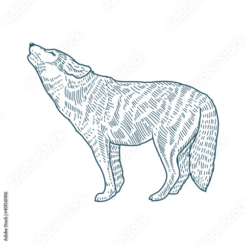 wolf realistic character drawn style icon