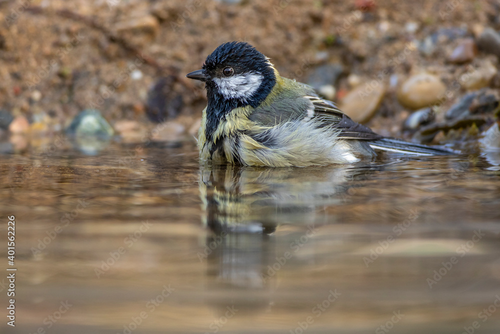 Obraz premium Kohlmeise (parus major)