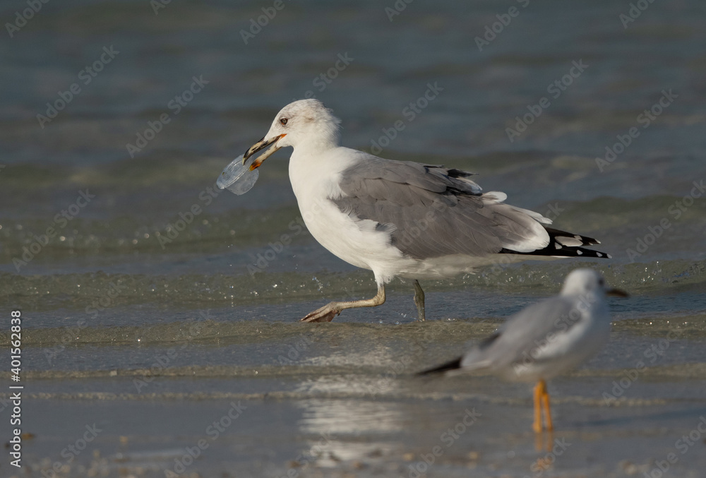 Lesser Black-backed Gull holding a plastic container at Busaiteen coast, Bahrain Lesser Black-backed Gull holding a plastic container at Busaiteen coast, Bahrain