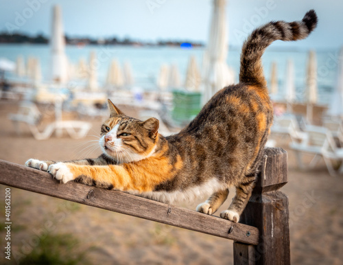 Homeless street cat is stretching like yoga dog pose on the beach. Relaxing Pose, selective focus.