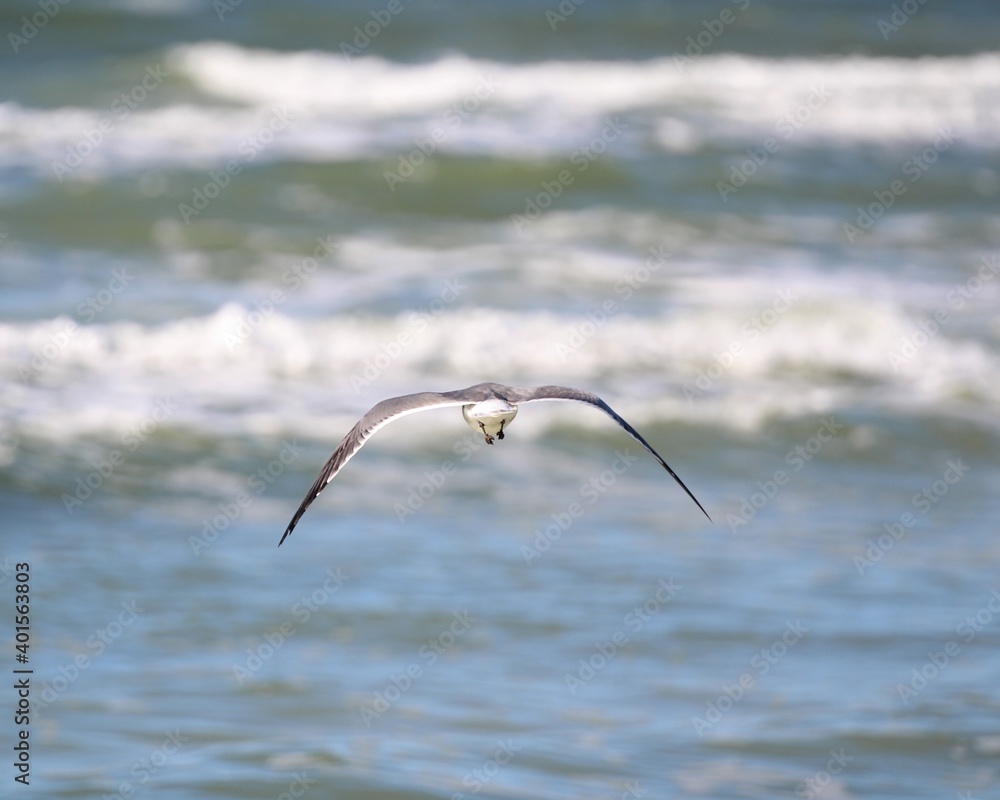 A Seagull Flying Above the Surf at Laguna Beach in Panama City Beach, Florida A Seagull Flying Above the Surf at Laguna Beach in Panama City Beach, Florida