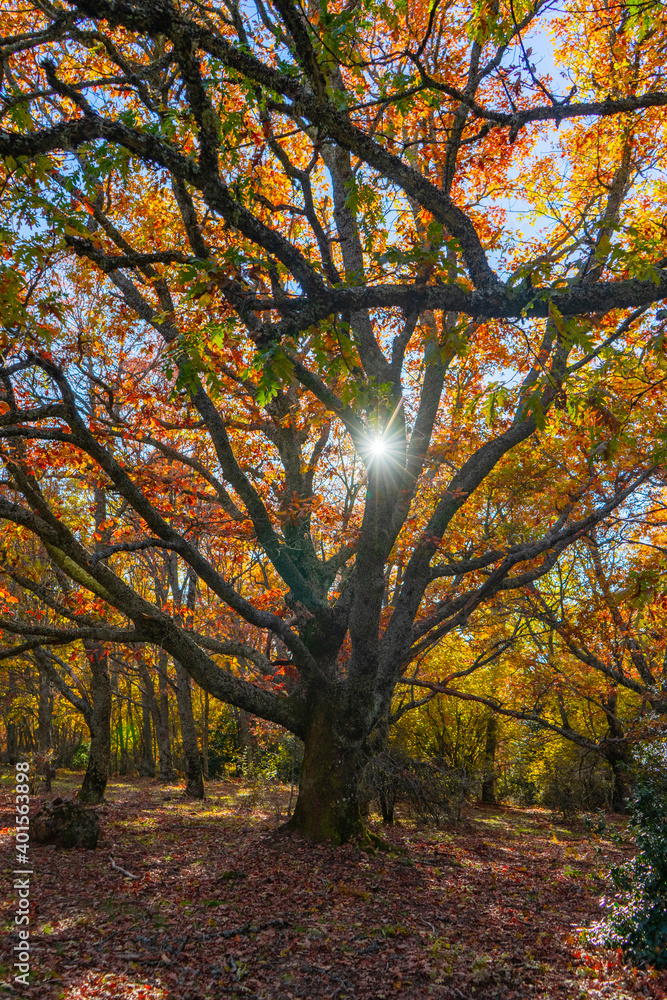 Sunlight through the branches of a tree in autumn and a mantle of leaves Sunlight through the branches of a tree in autumn and a mantle of leaves