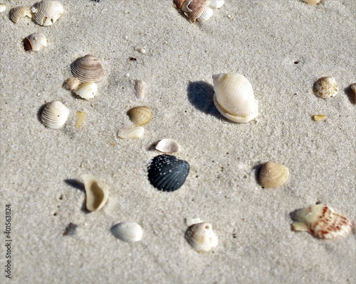 Seashells on the Beach at Laguna Beach in Panama City Beach, Florida