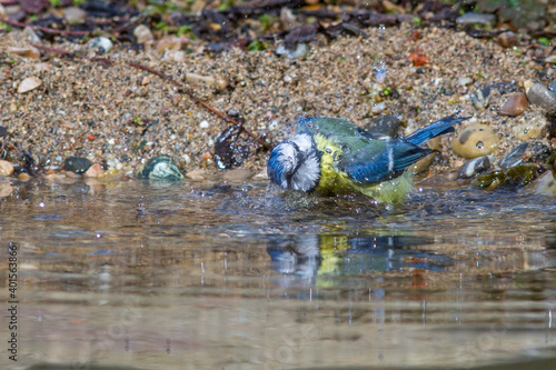 Blaumeise (Cyanistes caeruleus)