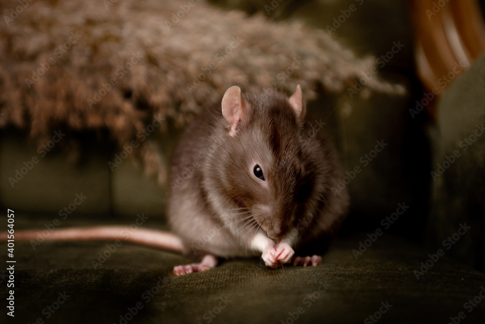 Beautiful rat Beautiful rat