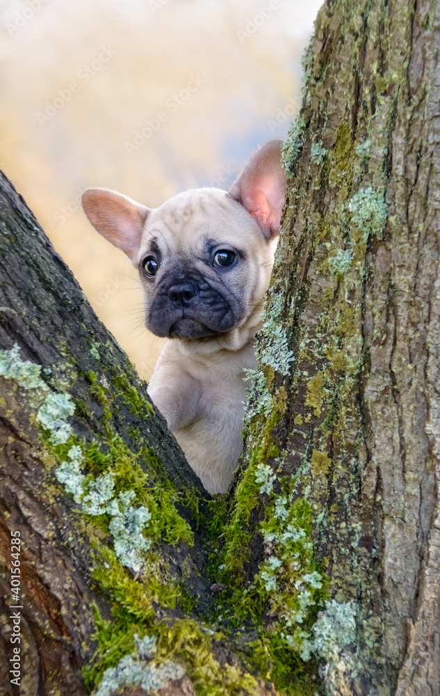 Cute French Bulldog Puppy, eight weeks old fawn colored female, looks through a moss-covered branch fork 